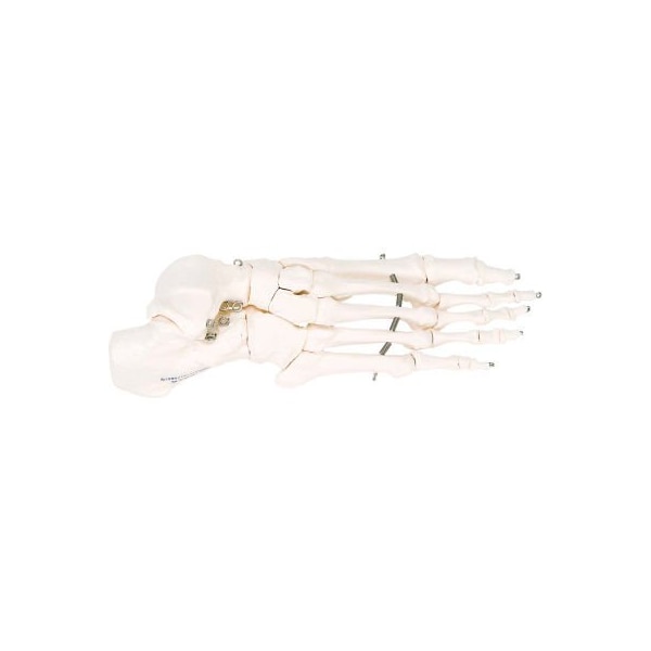 3B Anatomical Model - Loose Bones, Foot Skeleton, Right